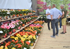 Het assortiment Hybiscussen is waar Graff bekend mee is geworden.